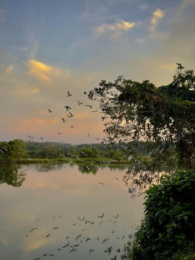 Ceylon Lodge - Airport Transit Hostel نيجومبو المظهر الخارجي الصورة
